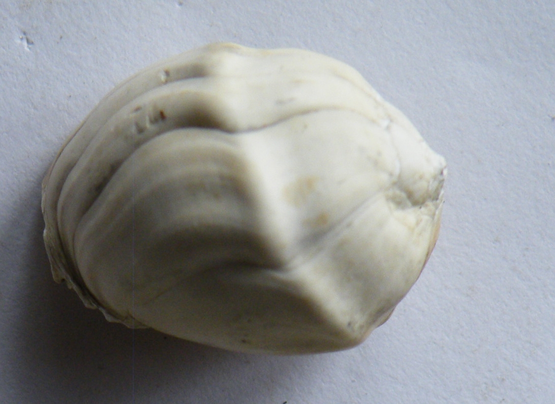 Melanopsis Fossilien Natur im AustriaForum